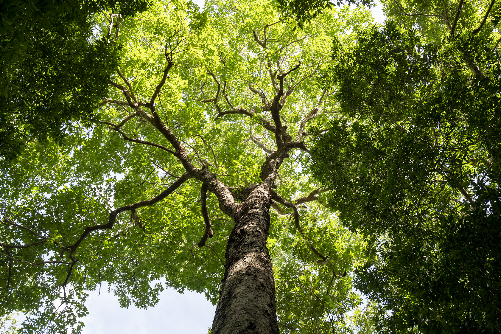 Le chêne, le bois par excellence pour les fenêtres