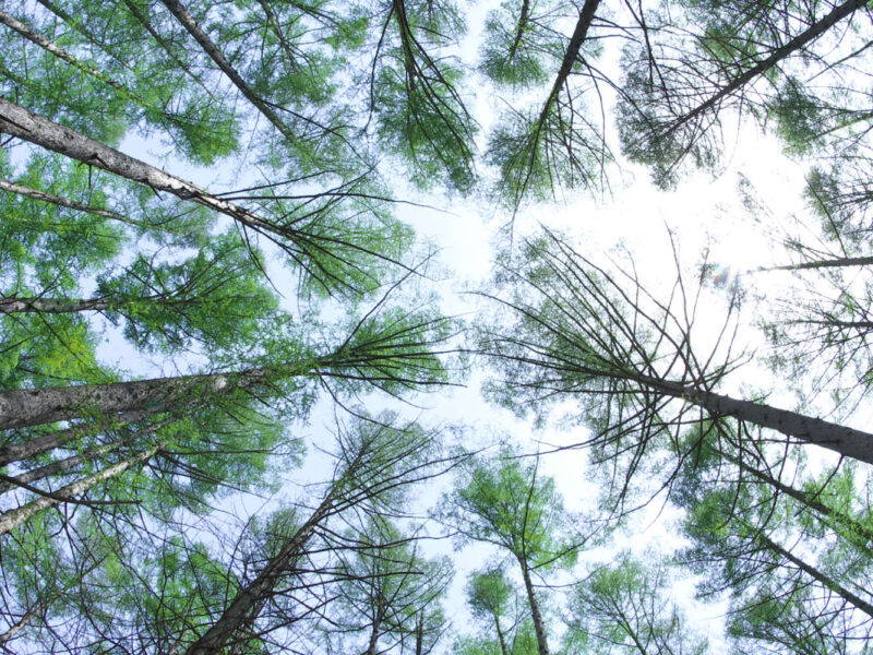 diff&eacute;rents types de bois et arbres bieber
