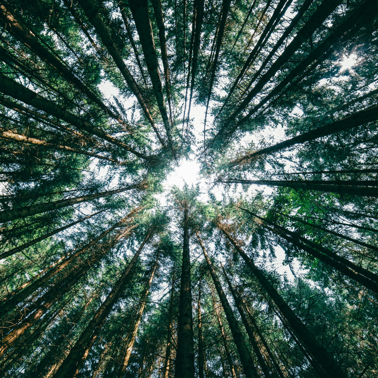 Bois de pin